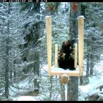 A male wolverine named Beatie at a wildlife camera station in the North Cascades. (U.S. Forest Service/Washington State Department of Transportation)