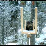 A male wolverine named Beatie at a wildlife camera station in the North Cascades. (U.S. Forest Service/Washington State Department of Transportation)