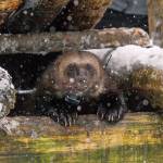 Wolverines are making their comeback in the North Cascades of Washington. (Zach Winters, USFS)