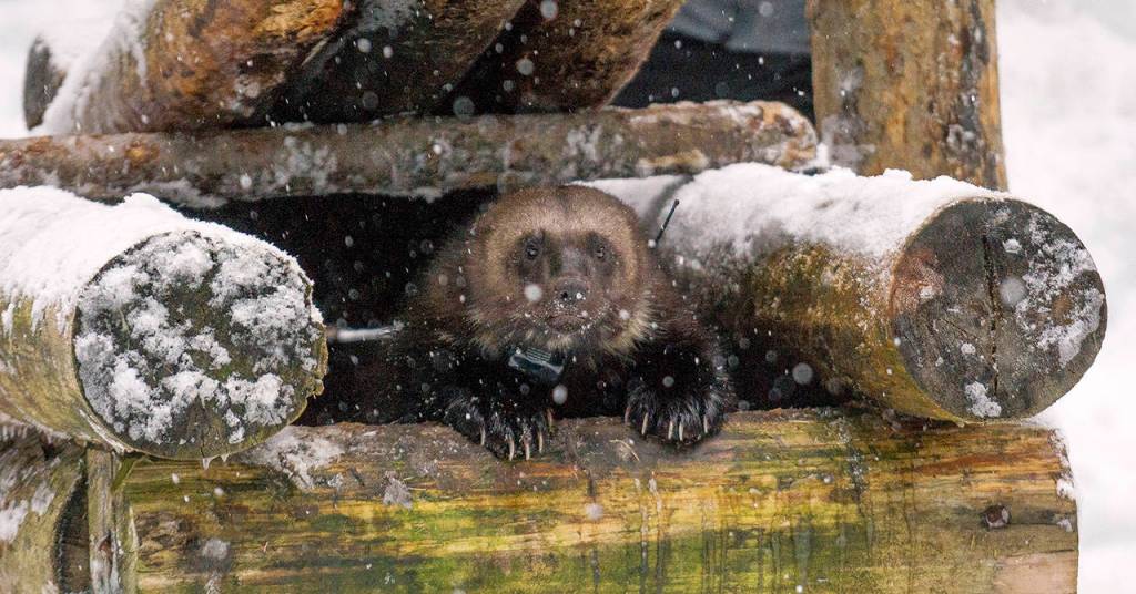 Wolverines are making their comeback in the North Cascades of Washington. (Zach Winters, USFS)