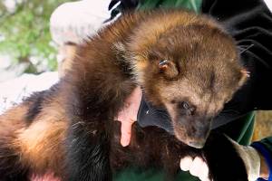 The wily wolverine: Iconic species making comeback in state