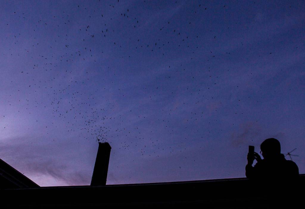 A man takes a photo of the Vaux Swifts during Swift Night Out on Sept. 8, 2018 in Monroe, Wa. Olivia Vanni / The Herald)