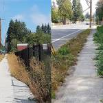 What good are planting strips when all they grow are weeds?