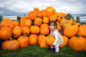 Festival of Pumpkins in full swing throughout October