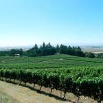 Grape vines spill down toward the Willamette Valley in Amity, Oregon, in 2012. (AP Photo/Joseph B. Frazier, file)