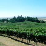 Oregon vineyards face losses amid concerns about smoke taint