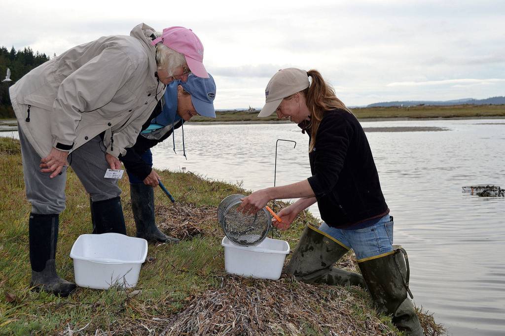 Volunteers Amy Does (left) and Andrea Carlson assist Dr. Emily Grason, Crab Team program manager and a marine ecologist, in seeking European green crab at Indian Island County Park near Port Hadlock. The site finished trapping for the year on Sept. 21 after monthly sampling for green crab since April. (Matthew Nash / Sequim Gazette)