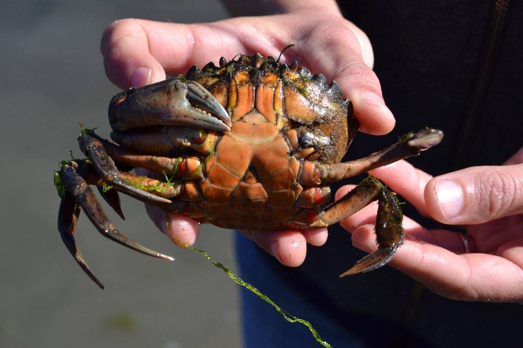 European green crab’s reach stretches across North Olympic Peninsula