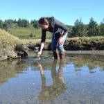 Adrianne Akmajian, marine ecologist with Makah Fisheries Management, inspects a trap in a canal near the Tsoo-Yess River in Neah Bay on Sept. 26. So far this season, she and other support staff and volunteers captured nearly 1,000 European green crab, an invasive species. (Matthew Nash / Sequim Gazette)