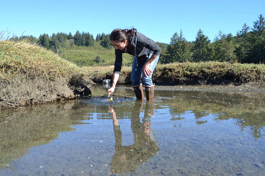Adrianne Akmajian, marine ecologist with Makah Fisheries Management, inspects a trap in a canal near the Tsoo-Yess River in Neah Bay on Sept. 26. So far this season, she and other support staff and volunteers captured nearly 1,000 European green crab, an invasive species. (Matthew Nash / Sequim Gazette)
