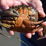 European green crab’s reach stretches across North Olympic Peninsula