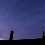 A man photographs Vauxs swifts during Swift Night Out on Sept. 8 in Monroe. Olivia Vanni / Herald file)<div class="adL"></div></div><div class="adL"></div></div></div><div class="hq gt a10" id=":118" style="margin: 15px 0px; clear: both; font-size: 12.8px; color: rgb(34, 34, 34); font-family: arial, sans-serif;"></div></div>                                A man takes a photo of the Vaux Swifts during Swift Night Out on Sept. 8, 2018 in Monroe, Wa. Olivia Vanni / The Herald)