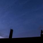 A man takes a photo of the Vaux Swifts during Swift Night Out on Sept. 8, 2018 in Monroe, Wa. Olivia Vanni / The Herald)