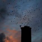 Vaux Swifts begin flying into the wagner Performing Art Centers chimney during Swift Night Out on Sept. 8, 2018 in Monroe, Wa. Olivia Vanni / The Herald)