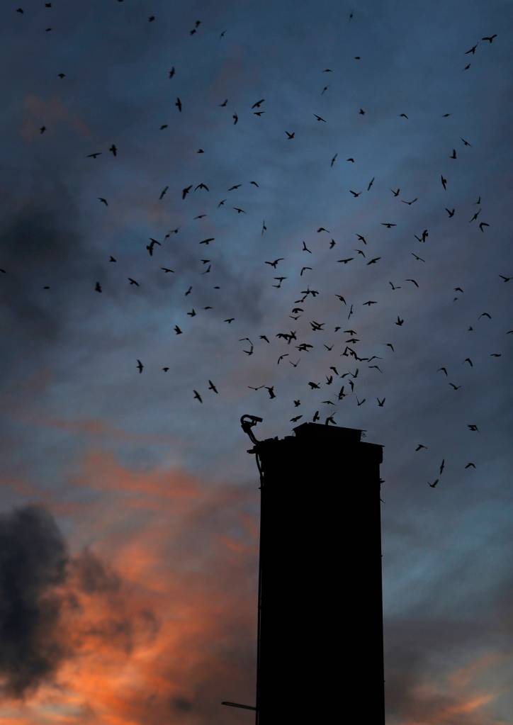 Vaux Swifts begin flying into the wagner Performing Art Centers chimney during Swift Night Out on Sept. 8, 2018 in Monroe, Wa. Olivia Vanni / The Herald)