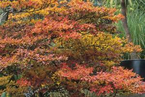 Great Plant Pick: Enkianthus perulatus, white enkianthus