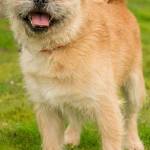 Bear is a somewhat bossy little pug mix! He will need an adult home and a meet and greet with any resident dogs. Bear loves going for walks and would enjoy lots of daily activities as he is quite active. (Curt Story/Everett Animal Shelter)