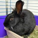 Bumble is a handsome and easy-going fellow that came to us as a stray with trauma to his eye. He has been a champ for his treatments and his injury is all healed up. He will have some scarring and vision loss in that eye, but it doesnt slow him down at all. All of our Rabbits come spayed/neutered and microchipped prior to adoption. Come check out Bumble - he is a cool bun with a cool hairdo! (Arleigh Movitz/Everett Animal Shelter)