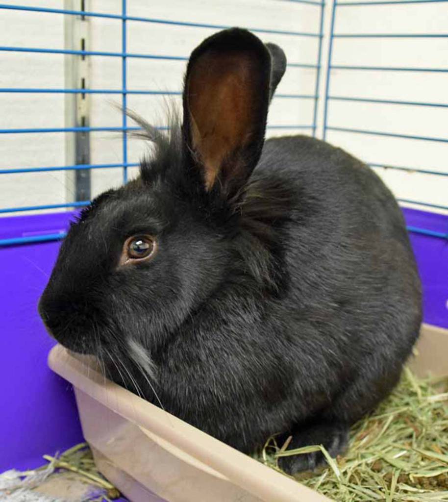 Bumble is a handsome and easy-going fellow that came to us as a stray with trauma to his eye. He has been a champ for his treatments and his injury is all healed up. He will have some scarring and vision loss in that eye, but it doesnt slow him down at all. All of our Rabbits come spayed/neutered and microchipped prior to adoption. Come check out Bumble - he is a cool bun with a cool hairdo! (Arleigh Movitz/Everett Animal Shelter)