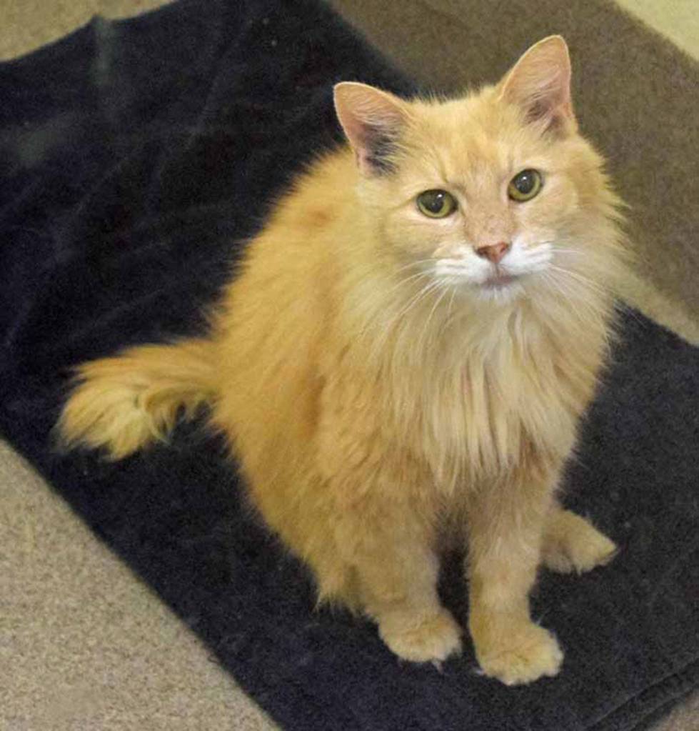 Gets is a handsome older but gentle gentleman. He is looking for a home who will spoil him rotten. He will need slow introduction to any resident pets or small kids. (Arleigh Movitz/Everett Animal Shelter)