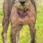 Marshall is a lively little Schnauzer! He arrived at the shelter in rough shape but is improving everyday. We expect his hair will all grow back and he will be very handsome. Marshall is bossy with other dogs and will need a meet and greet with any resident canines. He may need a refresher course on house-training and we are not sure how he will do with kitties. Marshalls new family will need to be financially secure enough to take him in for regular vet visits. (Curt Story/Everett Animal Shelter)