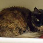 Purrcey is a sweet little cat looking for a new home. She is missing some teeth so will need to have some canned food in her diet. Come meet this really nice cat today! (Arleigh Movitz/Everett Animal Shelter)