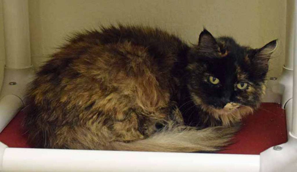 Purrcey is a sweet little cat looking for a new home. She is missing some teeth so will need to have some canned food in her diet. Come meet this really nice cat today! (Arleigh Movitz/Everett Animal Shelter)