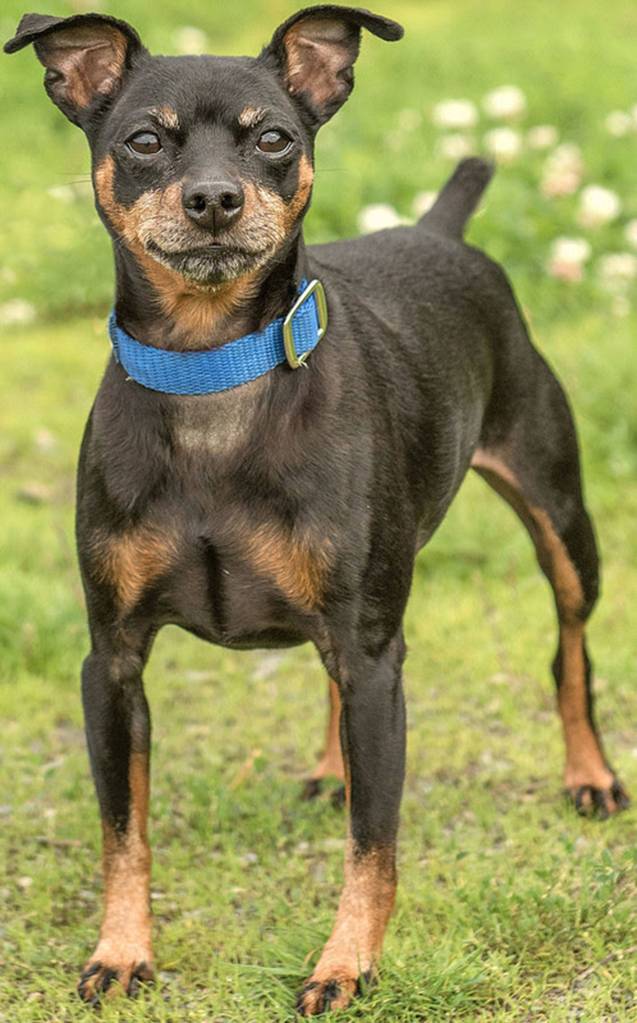 Spike is an active little min pin looking for a new home. He has not lived with other dogs so will need a meet and greet with any resident canines. He does not like to be picked up but loves sitting in laps. This fun little guy loves going for walks and car rides. Any children in the home need to be over the age of 12 years and used to small breed dogs. (Curt Story/Everett Animal Shelter)