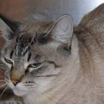 Adopt special needs dogs, regular needs cats, and a bunny