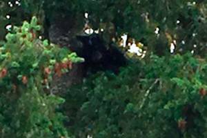 Bear spotted in tree outside of Monroe High School