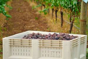 Northwest Wine: Pinot gris remains Oregon’s flagship white