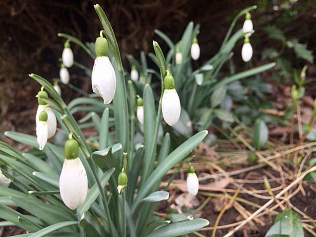 Galanthus nivalis, also known as snow drops, are the harbingers of spring in Steve Smiths garden. (Photo courtesy Sunnyside Nursery)
