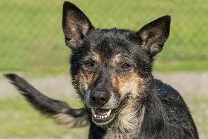 A couple dogs looking for new homes