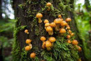 Ian Terry / Herald file Fungi grows on a tree and offers a taste of autumn colors to come along the Woody Trail at Wallace Falls State Park near Gold Bar on Thursday, Sept. 17, 2015. Photo taken on 09172015
