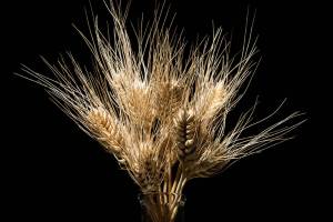 Club Wheat sits in a beaker at The Bread Lab in Burlington. (Andy Bronson / The Herald)
