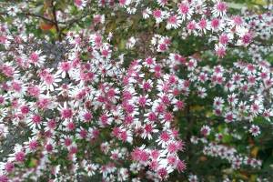 Great Plant Pick: Aster lateriflorus ‘Prince,’ calico aster