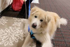 Whidbey Island library goes to the (therapy) dogs