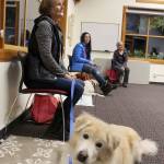 Logan, an English golden retriever owned by Jamie Stahl, sits during therapy training class. (Patricia Guthrie / Whidbey News Group)