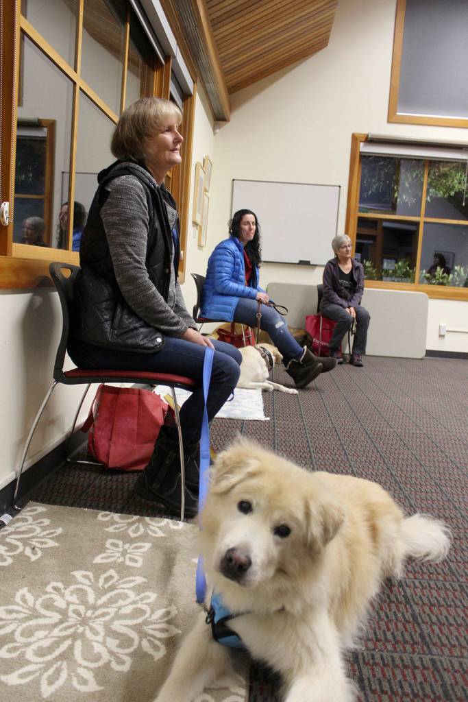 Logan, an English golden retriever owned by Jamie Stahl, sits during therapy training class. (Patricia Guthrie / Whidbey News Group)