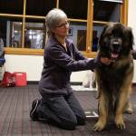 Echo, a Leonburger breed, is a retired award-winning showdog seeking a new career, says owner Barbara Powell (left). Reading with Rover certified handler LouAnn Hepp brushes him. (Patricia Guthrie / Whidbey News Group)