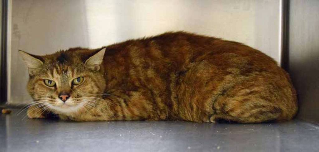 Cuddles is a shy cat. She will need someone who will give her time to settle in. Her history with cats, dogs and small kids is unknown. (Arleigh Movitz/Everett Animal Shelter)
