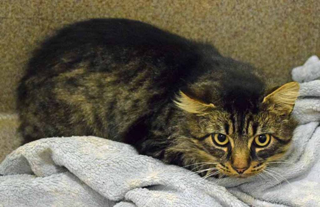 Gadget is a laid back guy. He has lived with another cat, but will still need a gradual introduction to any resident cat. His history with dogs and small kids is unknown. Gadget tested positive for FIV which is a condition that can reduce his immunity to diseases. It is spread usually during cat fights. Its not a disease that can be spread to other species and FIV cats often live long, happy lives. Do some research and consider adopting a friendly, FIV positive cat like Gadget. (Arleigh Movitz/Everett Animal Shelter)