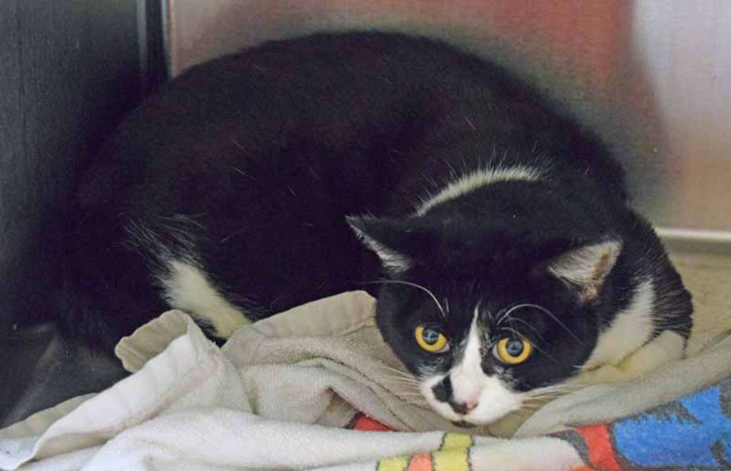 Joey is a shy cat. She will need someone who will give her time to settle in. Her history with cats, dogs and small kids is unknown. (Arleigh Movitz/Everett Animal Shelter)