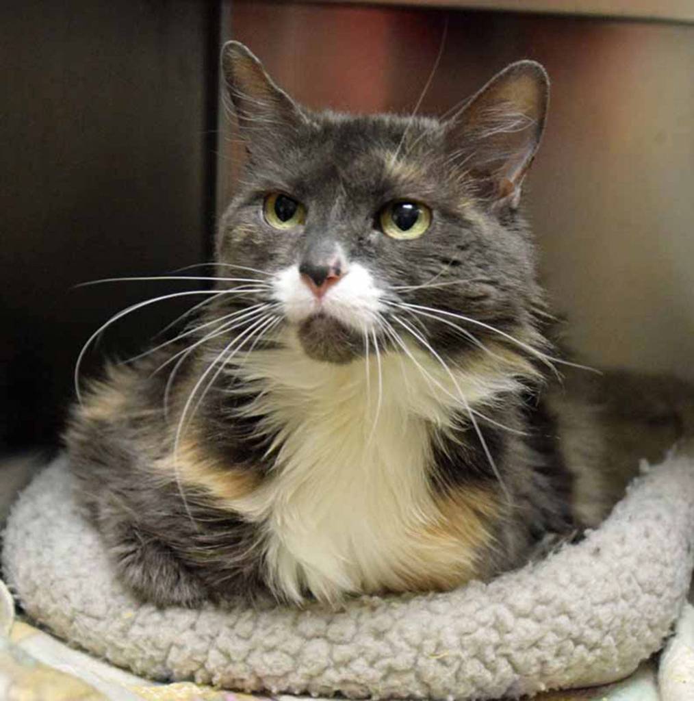 Josie is a shy cat until she becomes comfortable in her new routine. She will need a slow introduction to any resident pets or small kids. (Arleigh Movitz/Everett Animal Shelter)