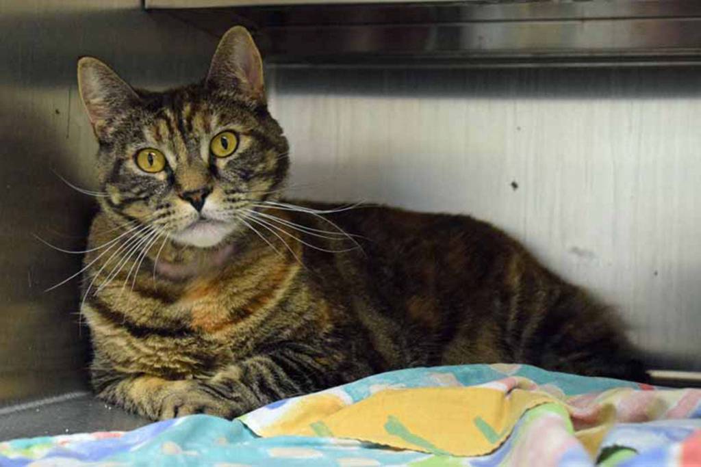 Lana is a playful and cuddly cat. She enjoys a warm lap to lay in but she also likes having her independence. She will need a slow introduction to any resident pets or small kids. (Arleigh Movitz/Everett Animal Shelter)