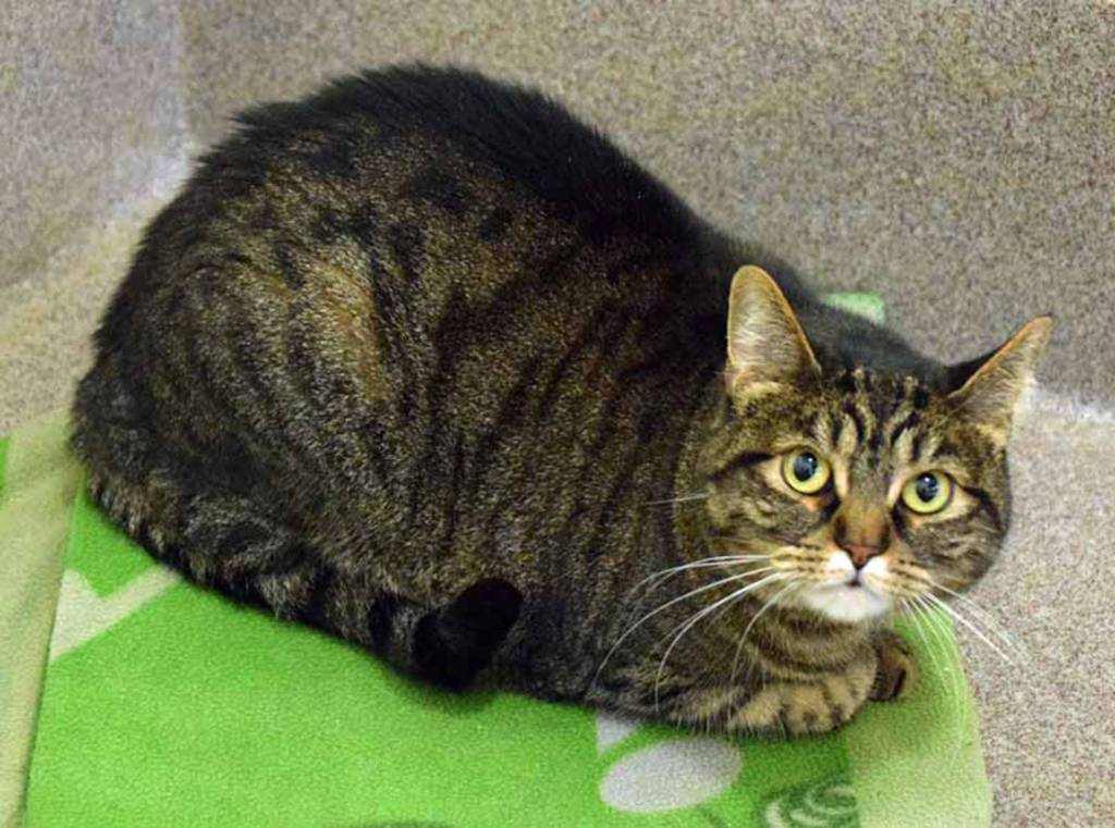 Mittens is a playful gal. She enjoys playing with toy mice and balls. She has lived with young children but would like a home with kids over the age of 8. Mittens will need a slow introduction to any resident pets. (Arleigh Movitz/Everett Animal Shelter)
