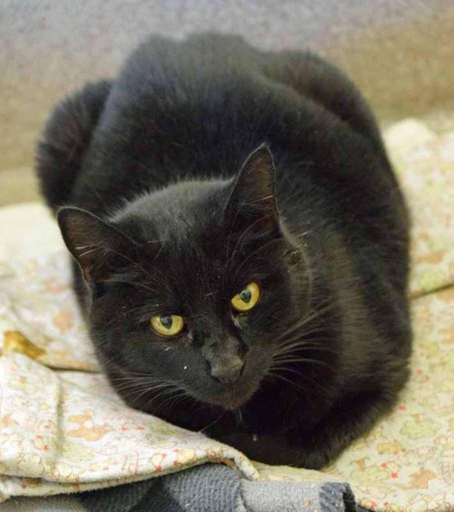 Monster is an easy going guy. He has lived with other cats but will still need a gradual introduction to the resident cat. His history with dogs and small kids is unknown. (Arleigh Movitz/Everett Animal Shelter)