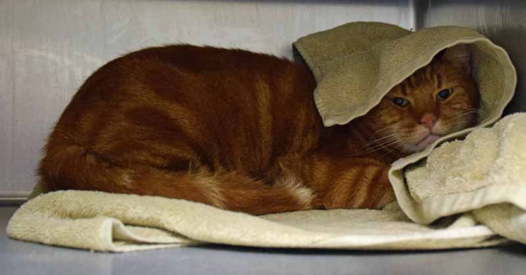 Sam is a shy cat. He will need someone who will give him time to settle in. His history with cats, dogs and small kids is unknown. (Arleigh Movitz/Everett Animal Shelter)