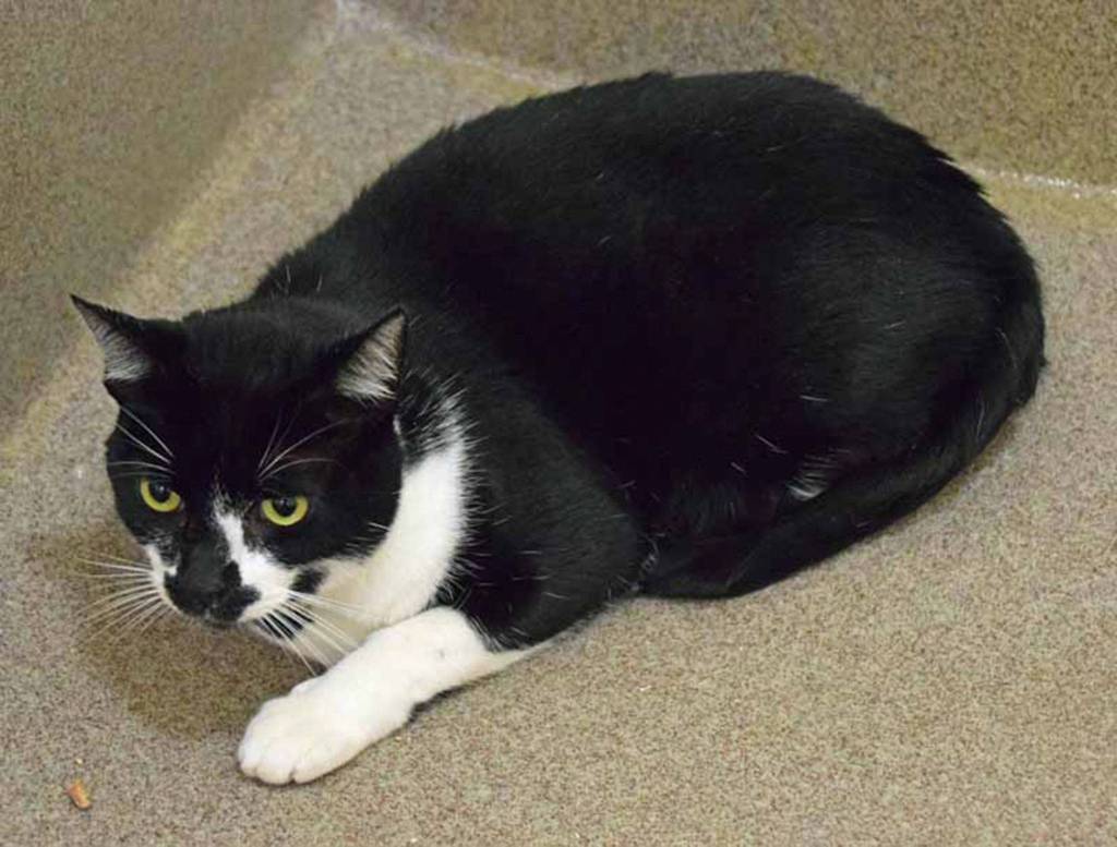 Stormy is a playful guy. He does need to be taught some boundaries, he can get a little overstimulated at times. But he is a playful guy so it could be easy by redirecting his behavior to a toy. Stormy tested positive for FIV which is a condition that can reduce his immunity to diseases. It is spread usually during cat fights. Its not a disease that can be spread to other species and FIV cats often live long, happy lives. Do some research and consider adopting a friendly, FIV positive cat like Stormy. (Arleigh Movitz/Everett Animal Shelter)