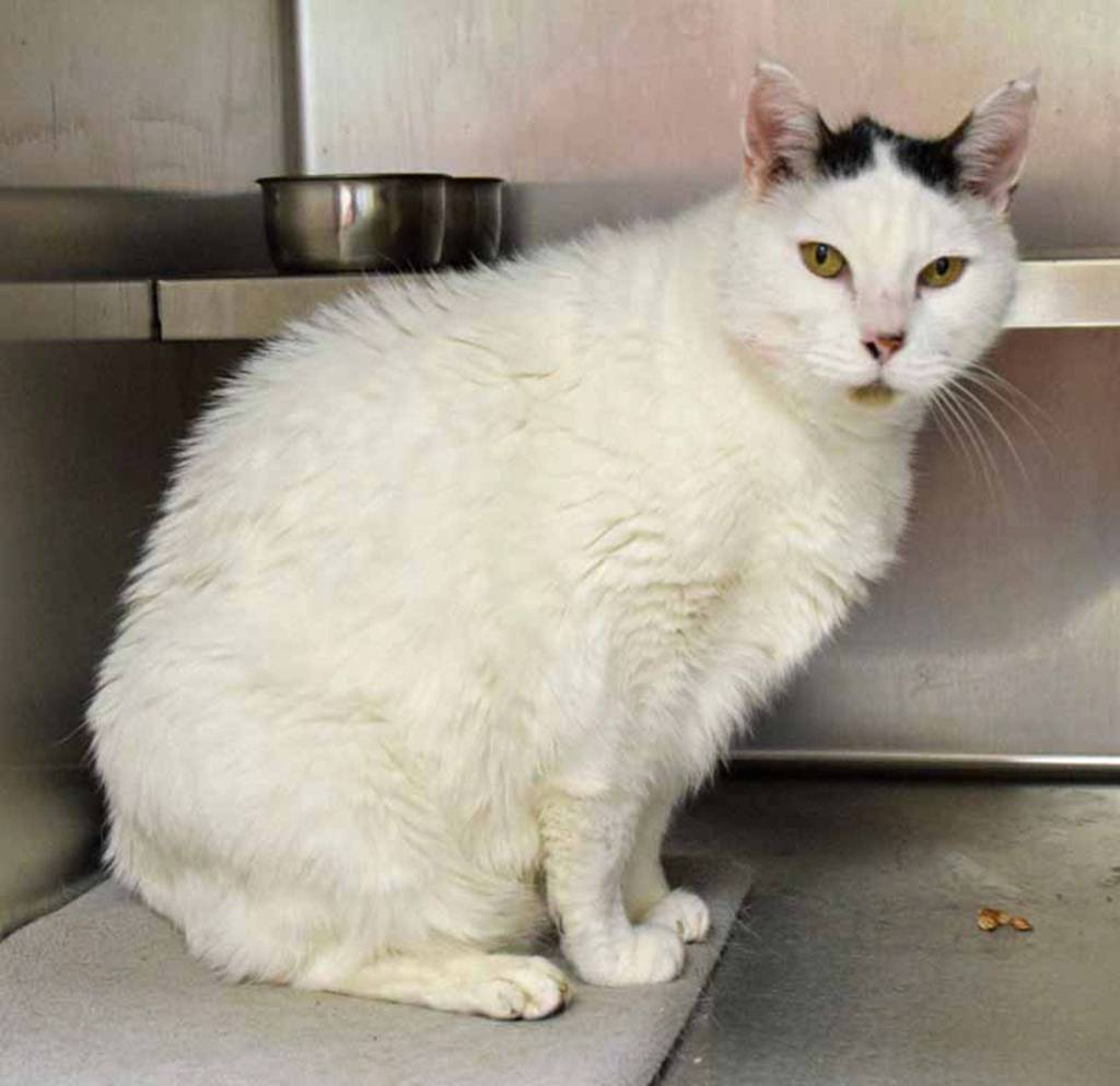 Timmie is a independent guy. He will need a slow introduction to all resident pets and young kids. (Arleigh Movitz/Everett Animal Shelter)